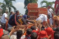 Peternak Merugi, 15.000 Ayam Dibagikan Gratis di Kendal hingga Jadi Rebutan Warga