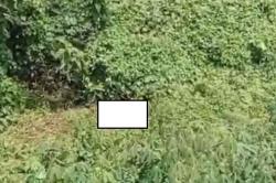 Hilang 4 Hari, Pegawai Koperasi di Lampung Utara Ditemukan Tewas di Kebun Singkong