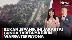 Fenomena Bunga Tabebuya Mekar Serempak di Jakarta, Hadirkan Suasana Pertumbuhan Sakura ala Jepang