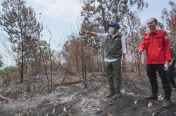 Menhut Pantau Karhutla di Kaltim: Jangan sampai Habitat Orangutan Terganggu