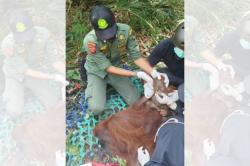 Kemarau Ekstrem Ancam Habitat, 3 Orang Utan Dievakuasi dari Perkebunan Warga di Ketapang Kalbar