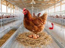 Instalasi Seni Unik Bakal Hadir di TIM Jakarta, Mengulik Sisi Lain Telur Ayam!