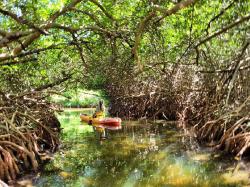 Akar Mangrove Tak Hanya Menahan Abrasi, Ini Peran Rahasianya bagi Ekosistem