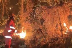 Karhutla Gunung Trianggulasih Jember, Petugas Padamkan Api 5 Jam secara Manual