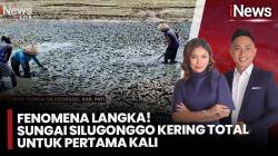 Kekeringan Ekstrem Melanda Pati, Sungai Silugonggo Kering Total, Jutaan Ikan Mati Berserakan