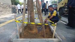 10 Pohon Kembali Ditanam di Lokasi Bekas Penebangan di Depan Sixnine Padel, Jenis Mahoni
