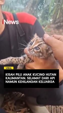 Kisah Pilu Anak Kucing Hutan Kalimantan, Selamat dari Karhutla, namun Kehilangan Keluarga
