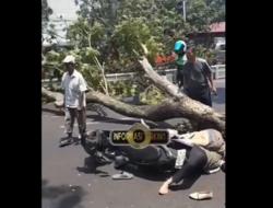 Tragis! Pasutri Tewas Tertimpa Pohon Tumbang di Jalan Pandanaran Semarang