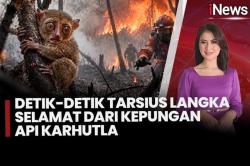 Tarsius Langka Tersedak Asap Karhutla, Ditemukan di Tengah Kebakaran di Bangka Tengah