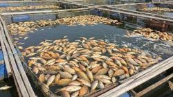 10 Ton Ikan Mati di Waduk Cirata Cianjur, Ternyata Ini Penyebabnya