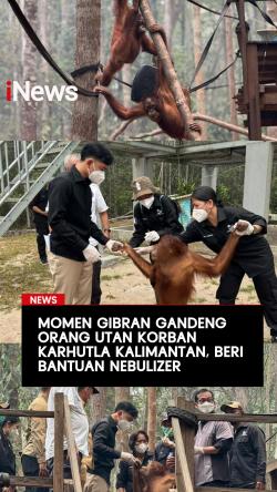 Momen Gibran Gandeng Orang Utan Korban Karhutla Kalimantan, Beri Bantuan Nebulizer