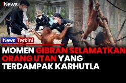 Momen Wapres Gibran Gandeng Orangutan Korban Karhutla di Kalteng, Bawa Bantuan Nebulizer