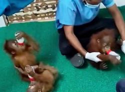 Heboh 5 Bayi Orang utan Telantar di Hutan India, Ternyata Diselundupkan dari Indonesia