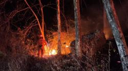 Karhutla di Jatim dan Kaltara Hanguskan 37,84 Hektare Lahan