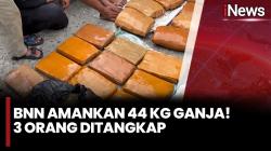 BNNP Sumbar Gagalkan Penyelundupan 44 Kg Ganja di Pasaman