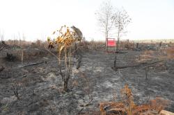 BNPB Ungkap 4.000 Ha Lahan Terbakar di Kaltim, IKN Jadi Prioritas Pemadaman