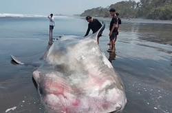Penampakan Hiu Paus 5 Meter Mati Terdampar di Pantai Pengeragoan Jembrana