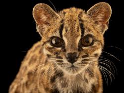 Kucing Baru Ditemukan setelah 100 Tahun, Mirip Macan Tutul Mini
