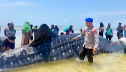 Penampakan Hiu Paus Raksasa 9 Meter Terdampar di Pantai Matahora Wakatobi