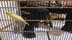 Curi Kenari Scotch Fancy Seharga Rp3 Juta, Pria di Bantul Ditangkap Polisi