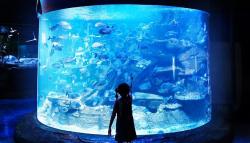 5 Daya Tarik Wisata Bawah Laut di Ancol yang Sayang untuk Dilewatkan