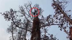 Pilu! Induk Orangutan Luka Bakar Ditemukan Bersama Bayinya di Tengah Karhutla Kalteng