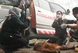 Pilu! Anak Orangutan Luka Bakar Terjebak Karhutla di Palangka Raya