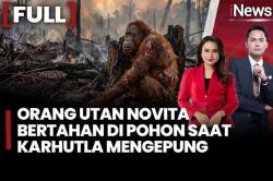 Viral! Orangutan Novita Bertahan di Tengah Asap Karhutla, Tangan dan Kaki Luka Bakar