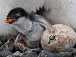 Spesies Penguin Baru Ditemukan! Namanya Pygoscelis kerguelensis