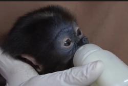 Pilu! Bayi Bekantan Terpisah dari Induk  Imbas Karhutla di Kotim, Ditemukan Terluka