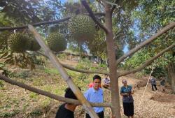 Genjot Komoditas Hortikultura Bali, Kementan Percepat Proyek HDDAP di Buleleng