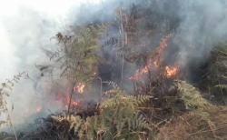 Karhutla di TNBTS Meluas hingga Dekati Wisata Negeri di Atas Awan Lumajang