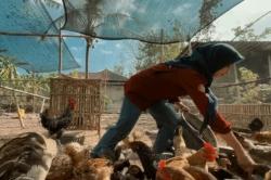 Inspiratif! Mahasiswa UGM Pakai Beasiswa Rp500.000 Rintis Peternakan Ayam hingga Punya Puluhan Indukan