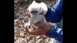 Pilu! Bayi Surili Ditemukan Lemas sambil Memeluk Ranting di Tengah Kebakaran Gunung Ciremai