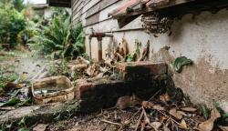 Waspada! Hewan di Sekitar Rumah Ini Bisa Picu Gagal Ginjal Akut pada Anak