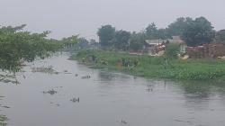 Ribuan Ikan Mengapung di Irigasi Karawang Diduga akibat Limbah, Warga Berburu dengan Serokan