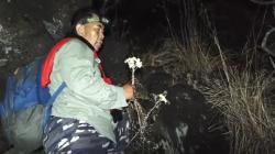 Karhutla Gunung Ciremai Padam, Edelweis Ditemukan Layu dan Mengering