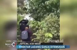 Polisi dan BNN Temukan 7 Hektare Ladang Ganja di Aceh Besar