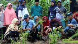 Kelompok Perempuan Dumai Tanam dan Olah Jahe Merah di Lahan Gambut