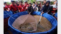 Perempuan-Perempuan Ini Budidaya Lele di Kolam Ikan Biofoloc