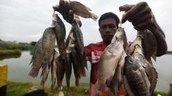Rawa-Rawa Jadi Perumahan, Habitat Ikan Air Tawar Berkurang 