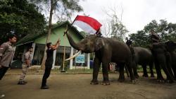 Gajah-Gajah Sumatera Kibarkan Bendera Merah Putih di Aceh