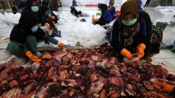 Cegah Penyakit Berbahaya, Tim Kedokteran Surabaya Periksa Daging Hewan Kurban 