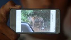 Ini Bukti Harimau Sumatera Mendekati Permukiman Warga Nagan Raya
