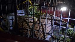 Akhirnya, Seekor Harimau Masuk Perangkap BKSDA di Muara Enim