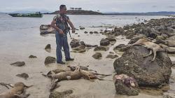 Sadis, Rusa-Rusa Hasil Perburuan Ilegal Ini Tergeletak di Pinggir Pantai