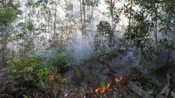 10 Hektare Hutan Konservasi di Dumai Hangus Terbakar