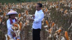 Ditemani Iriana, Presiden Jokowi Panen Jagung di Gorontalo