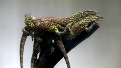 74 Ekor Anak Komodo Lahir di Kebun Raya Surabaya