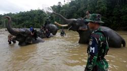 Gajah yang Injak Petani Muratara hingga Tewas Berasal dari Hutan Jambi